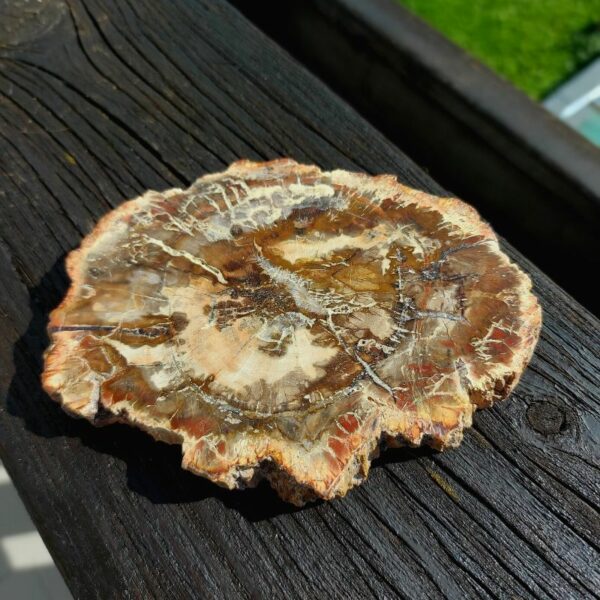 Seelenstein-Spezialstein-Versteinertes-Holz-Scheibe